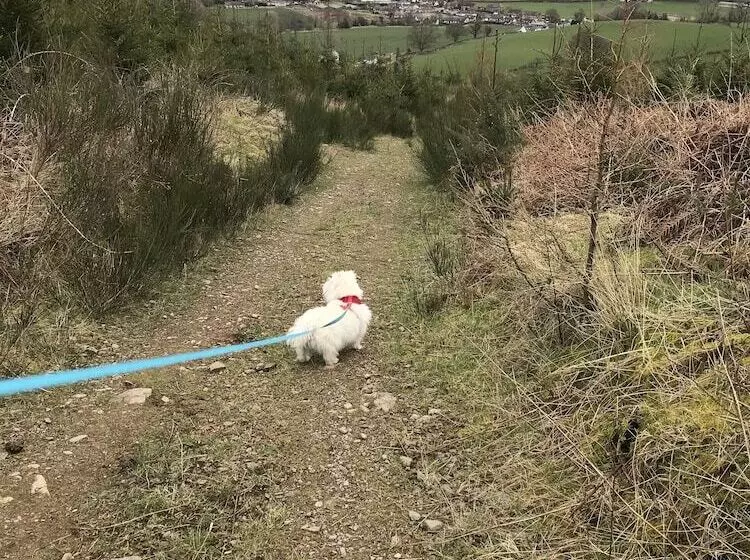 Romantic Shepherds Hut At Jacquies B And B