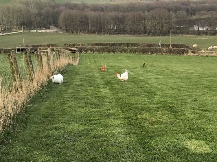 Romantic Shepherds Hut At Jacquies B And B