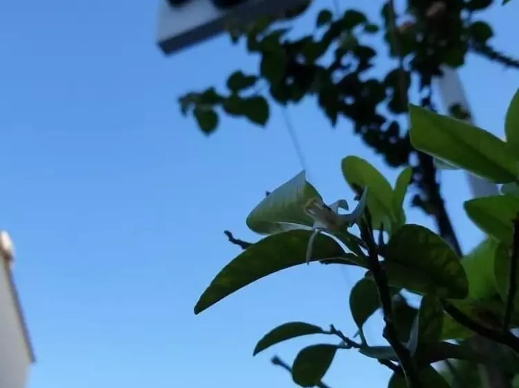 Limon Pansiyon