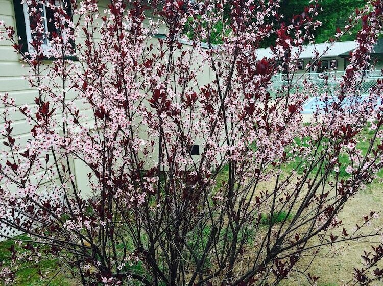 Perry S Motel And Cottages