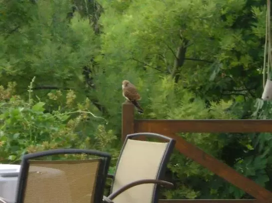 田舎風ホテル Villa Vegana