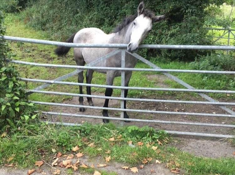 Spacious 2bed Cottage In Conwy, North Wales