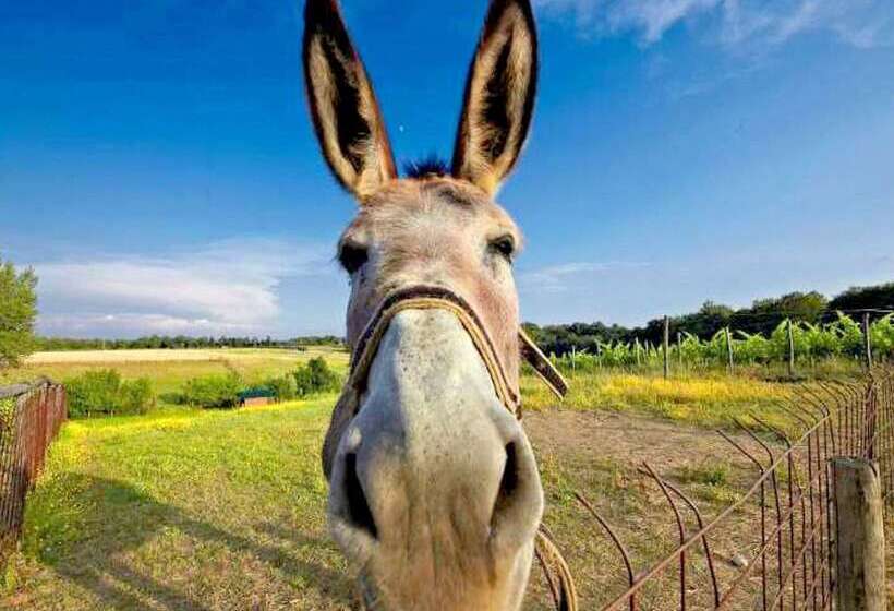 Nice Cottage In Terranuova Bracciolini With Pool