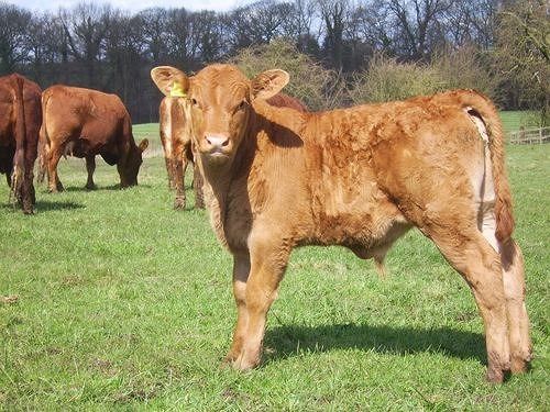 Отель Offley Grove Farm