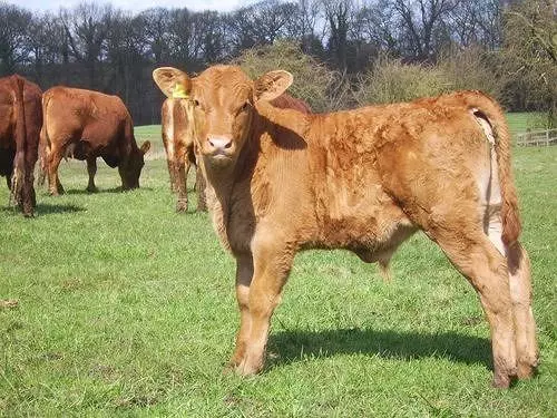 호텔 Offley Grove Farm