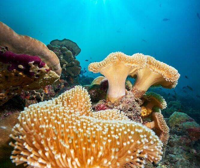 Cora Cora Maldives  Premium Allinclusive Resort