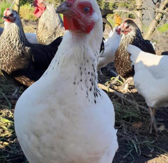 ホテル Lockleigh Park