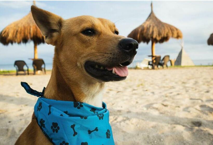 ペンション Playa Tortuga Barú