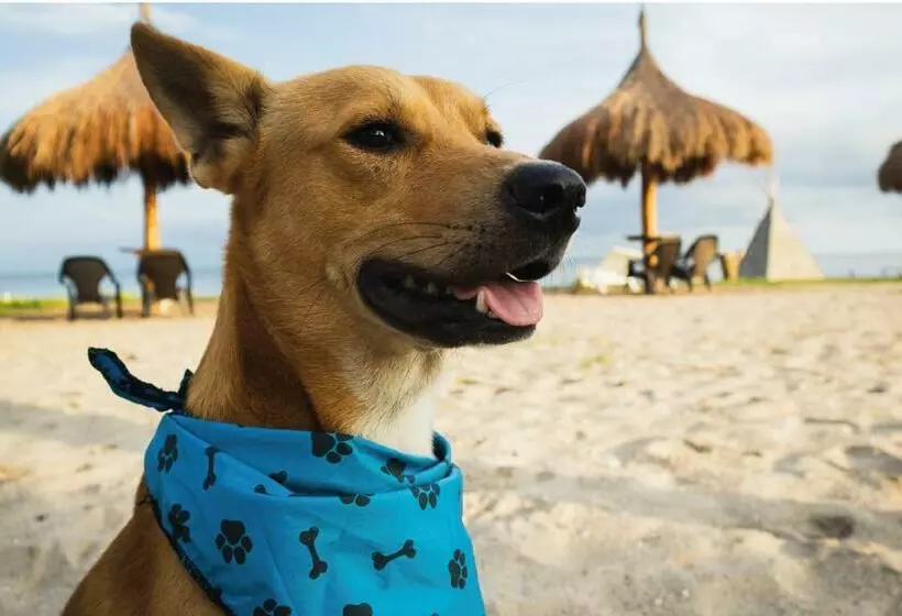 ペンション Playa Tortuga Barú