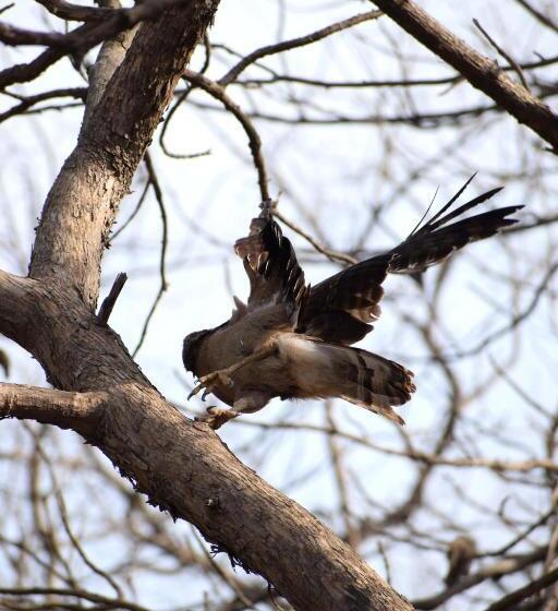 منتجع The Postcard Gir Wildlife Sanctuary