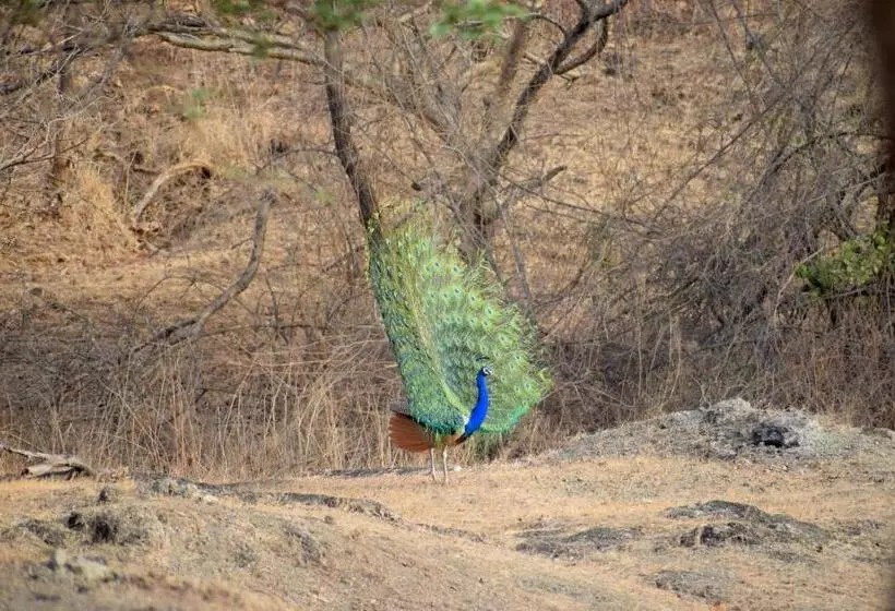 リゾートホテル The Postcard Gir Wildlife Sanctuary