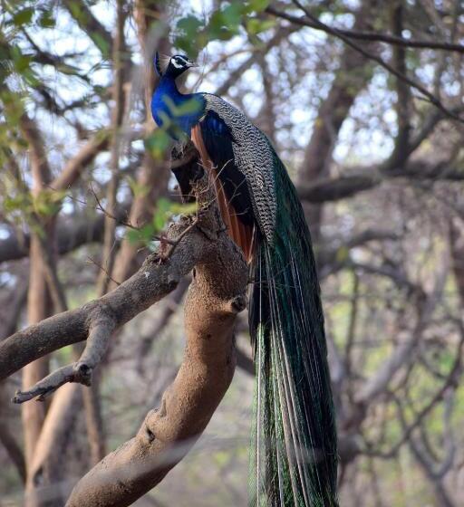 منتجع The Postcard Gir Wildlife Sanctuary