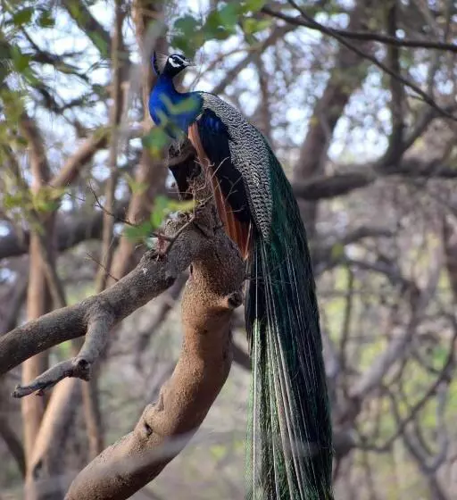リゾートホテル The Postcard Gir Wildlife Sanctuary