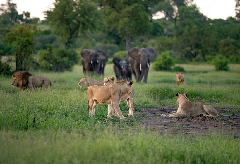 Отель Leopard Sands, Kruger Park