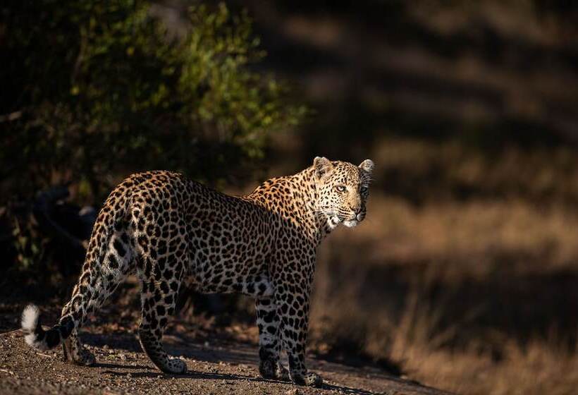 Отель Leopard Sands, Kruger Park