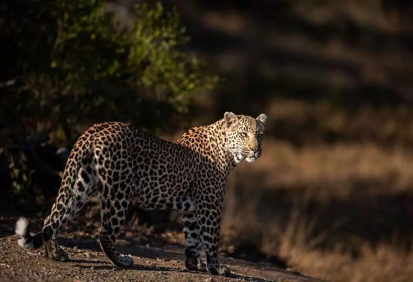 هتل Leopard Sands, Kruger Park