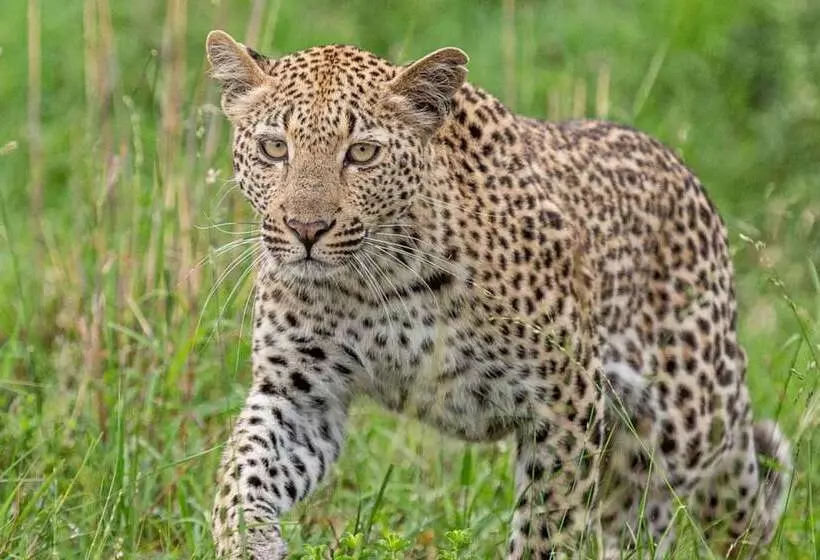 هتل Leopard Sands, Kruger Park