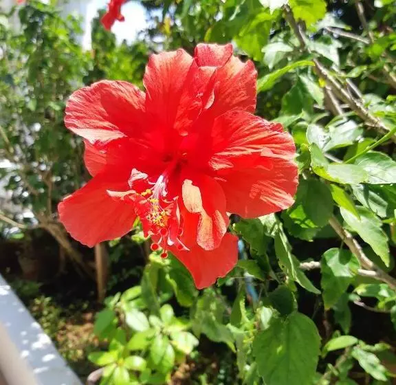 ホテル ハイビスヤブ