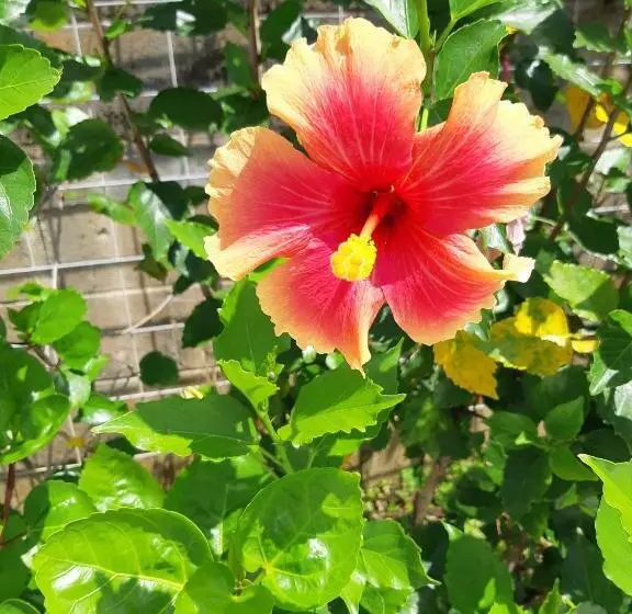 ホテル ハイビスヤブ