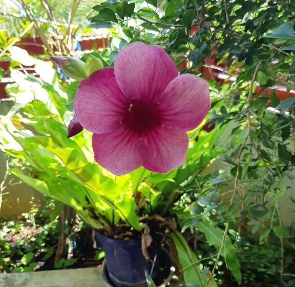 ホテル ハイビスヤブ