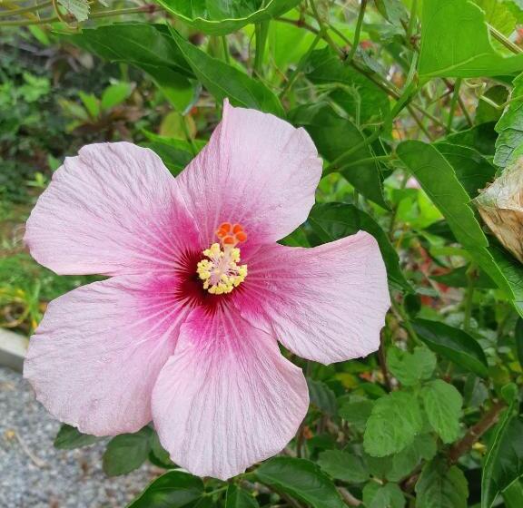 ホテル ハイビスヤブ