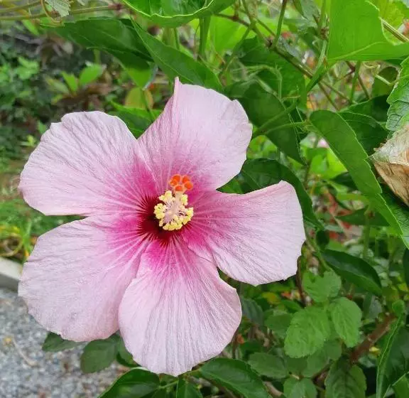 ホテル ハイビスヤブ