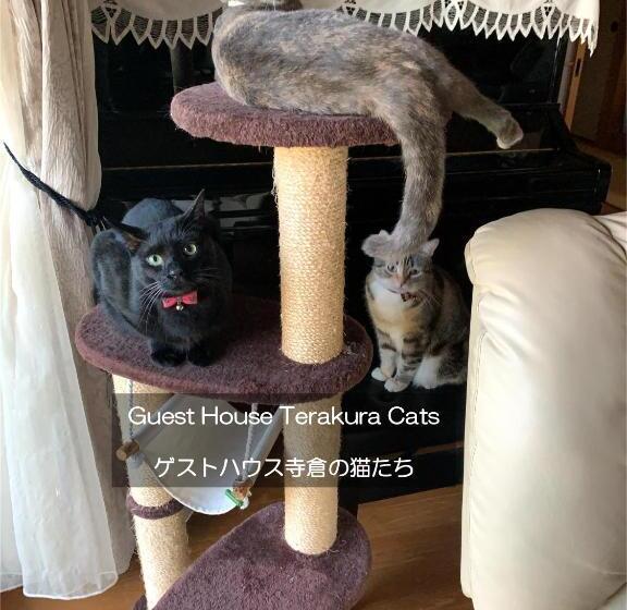 膳宿费 快適なアメリカ製トレーラーハウスで非日常グランピング