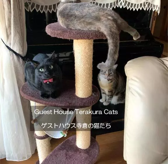 ペンション 快適なアメリカ製トレーラーハウスで非日常グランピング