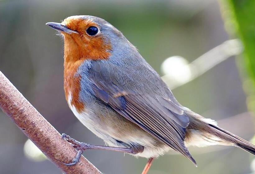 هتل Coynant Farm Guesthouse   Farm Park Stay