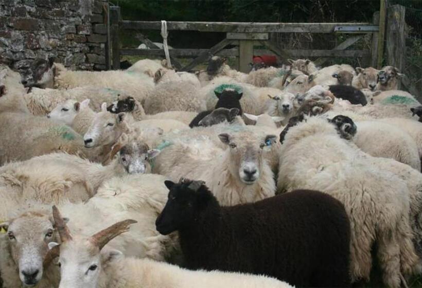 هتل Coynant Farm Guesthouse   Farm Park Stay