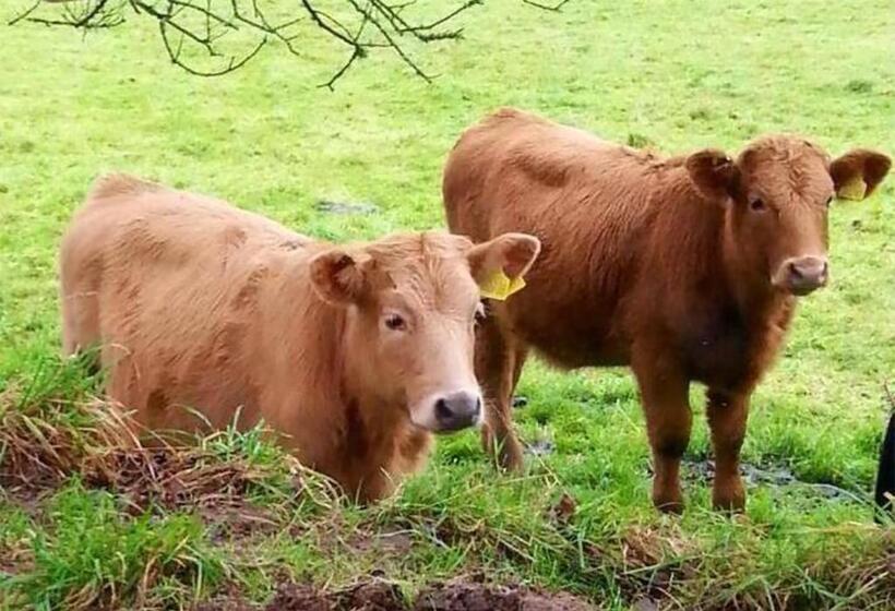 هتل Coynant Farm Guesthouse   Farm Park Stay