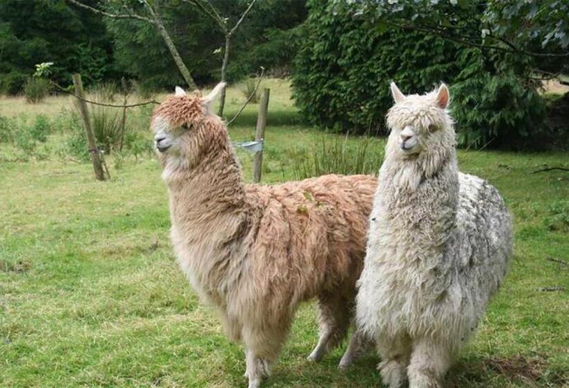 هتل Coynant Farm Guesthouse   Farm Park Stay