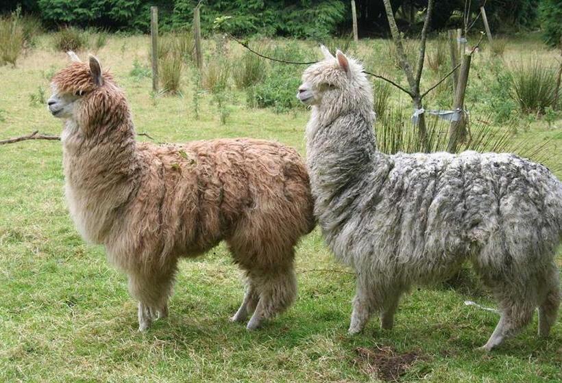 هتل Coynant Farm Guesthouse   Farm Park Stay