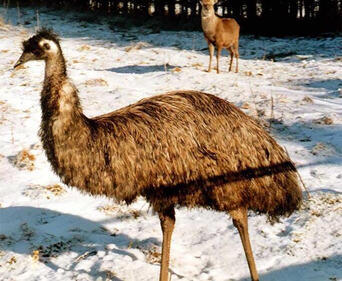 هتل Coynant Farm Guesthouse   Farm Park Stay