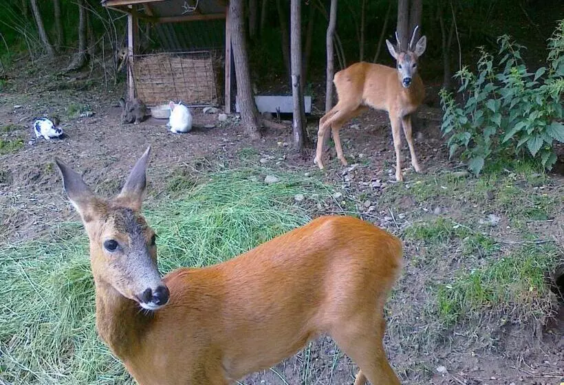 Hotelli Karpatska Forel