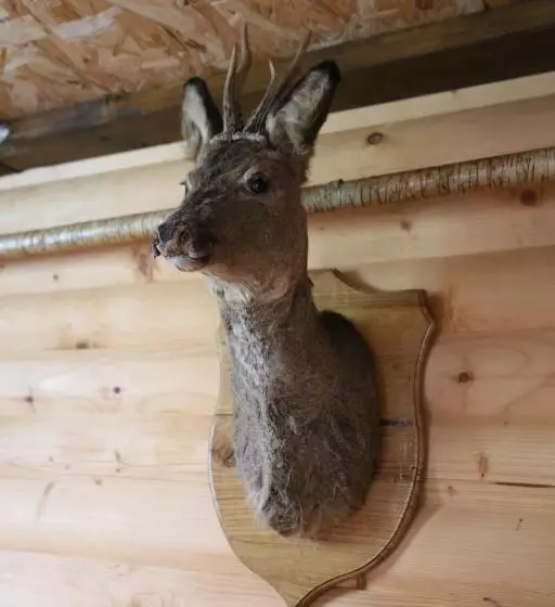 Majatalo Fazenda Kosiv