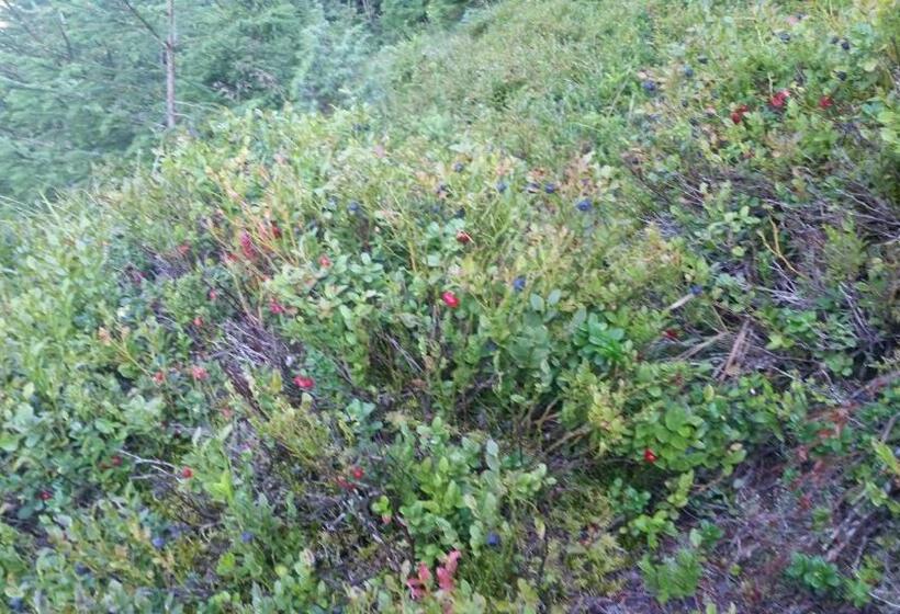 膳宿费 Fazenda Kosiv