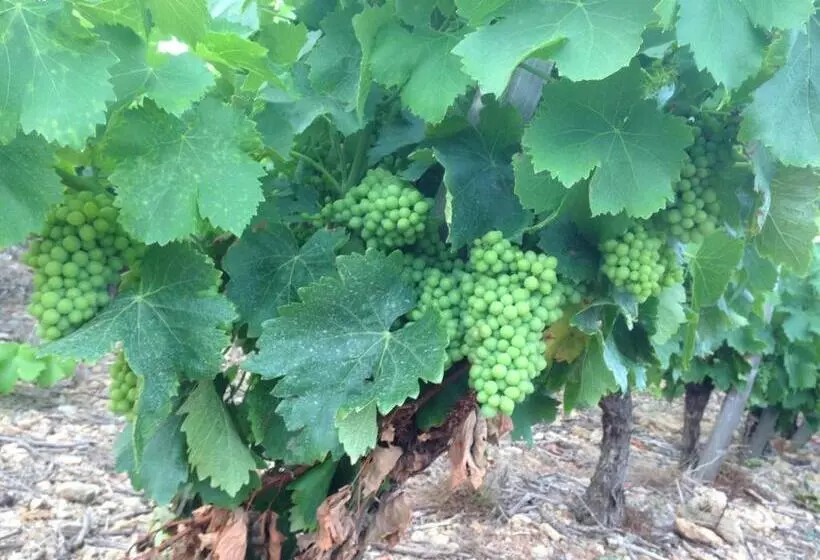 Aamiaismajoitus (B&B) Au Paradis Cathare