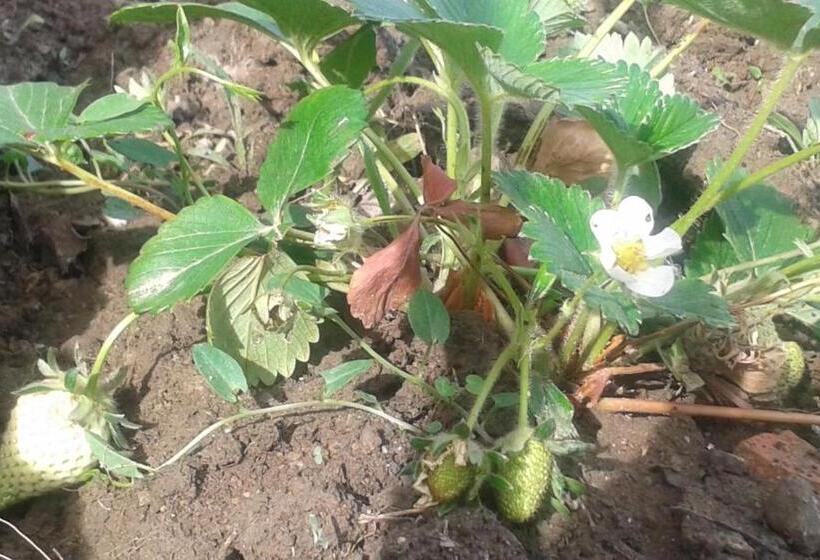 住宿加早餐 Au Paradis Cathare