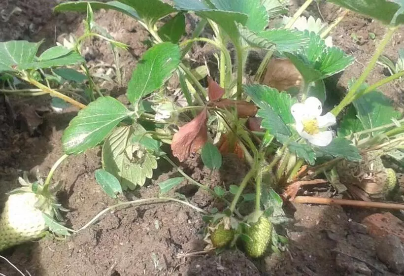 Aamiaismajoitus (B&B) Au Paradis Cathare