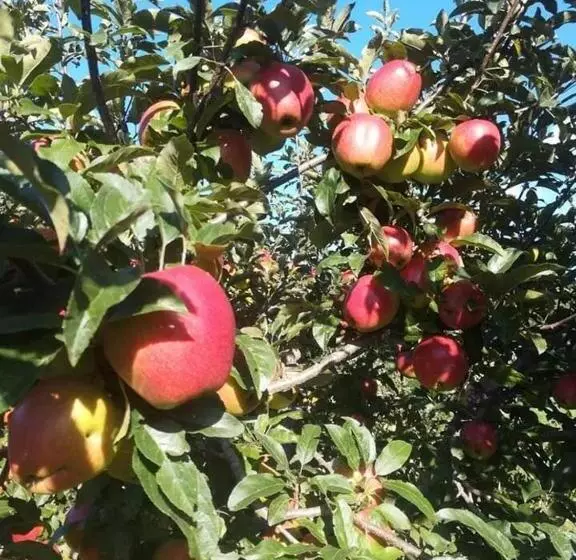 ホテル Agriturismo La Gemma Del Parco