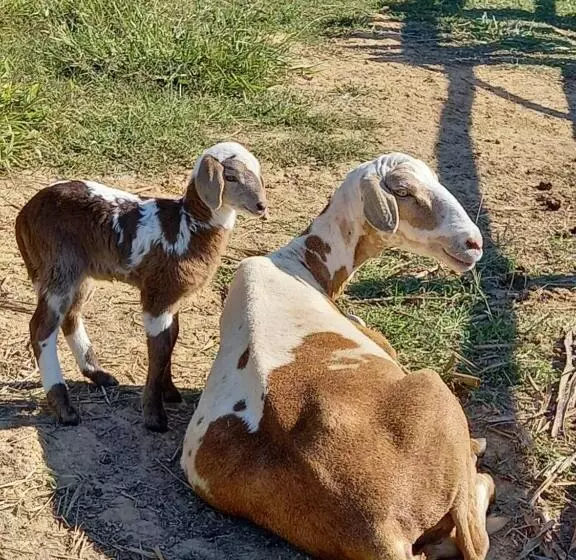 ホテル Fazendão