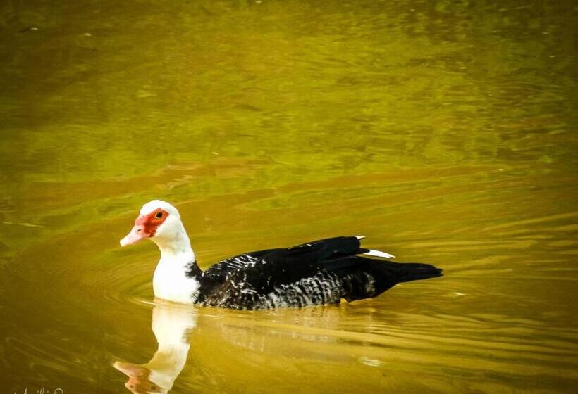 酒店 Pousada Caminho Dos Ipês