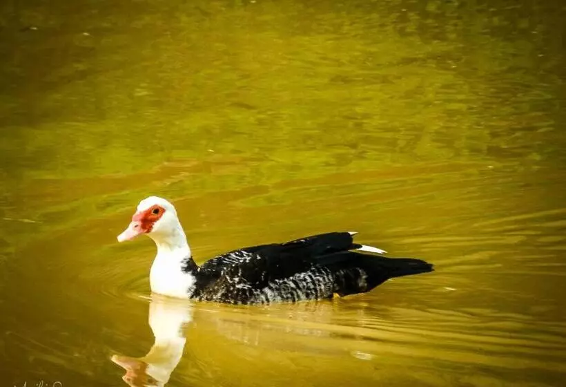 ホテル Pousada Caminho Dos Ipês