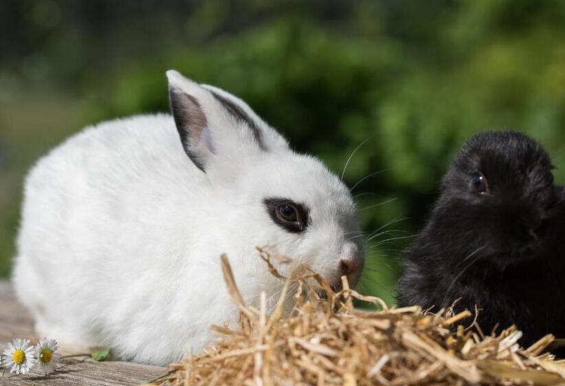 ペンション Theresienhof