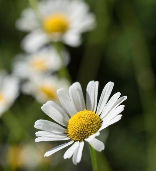 ペンション Theresienhof