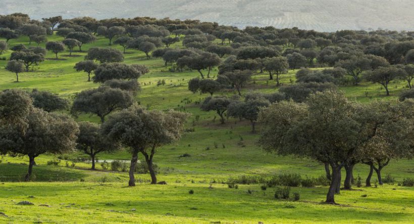 فندق Baldio Grande