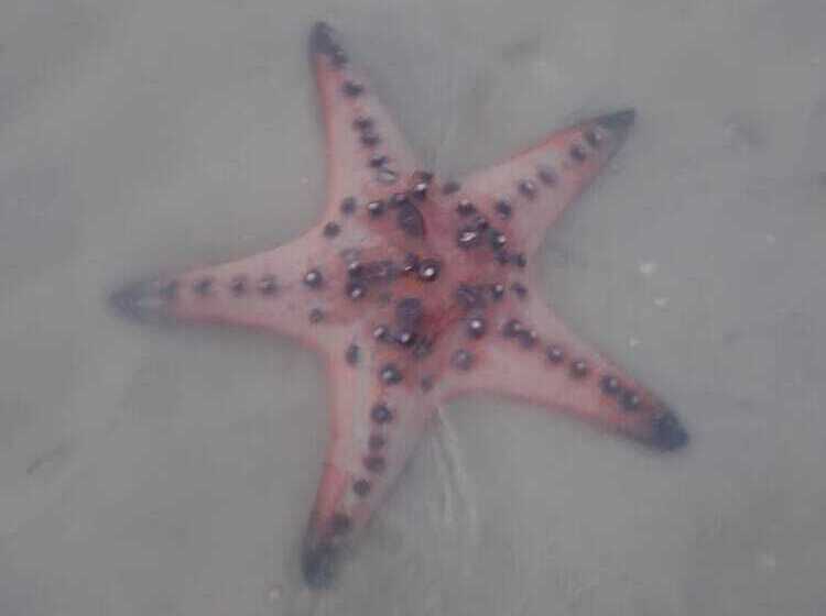 Pan Beachfront Resort Krabi