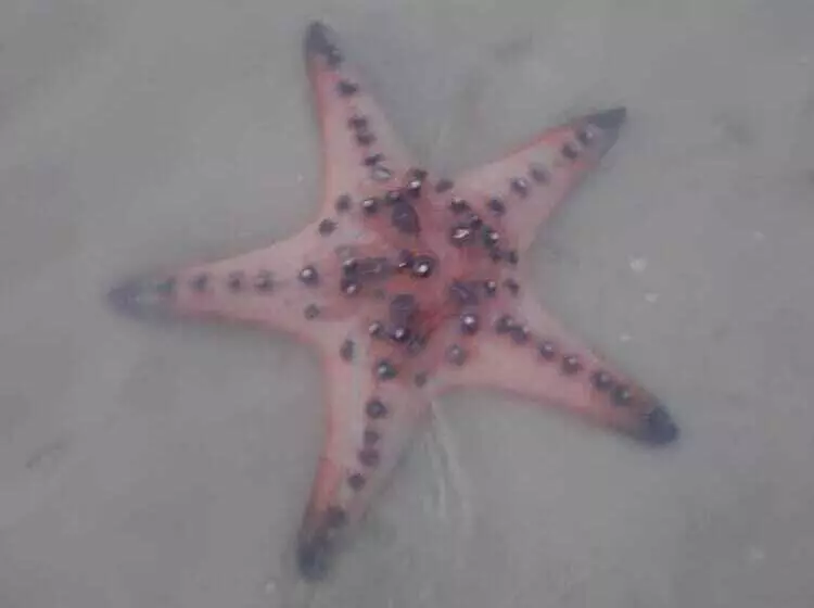 Pan Beachfront Resort Krabi