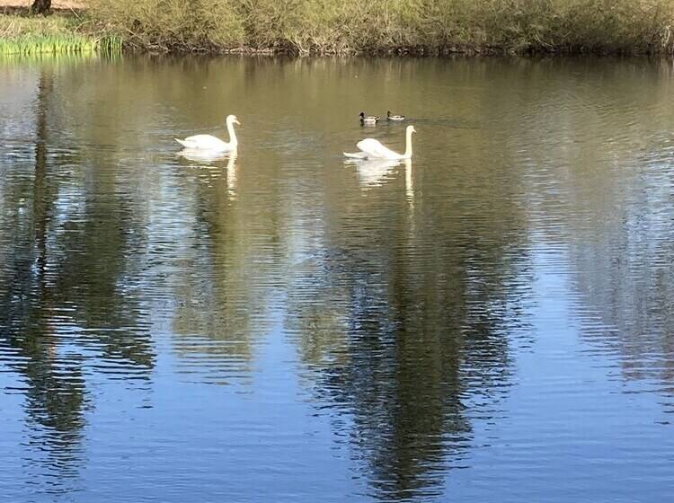 Glamping At The Homestead   Ensuite Bell Tent   Campsite